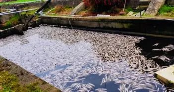 Mise en oeuvre d'une chaîne de valeur en pisciculture — image 1
